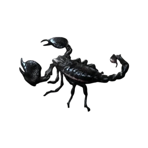 Emperor Scorpion